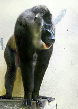 動物図鑑・ドリル